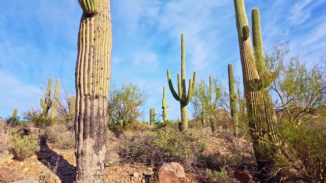 Expansive desert landscape filled with tall saguaro cacti along King Canyon Trail in Saguaro National Park Arizona