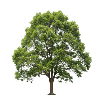 Majestic green tree standing alone