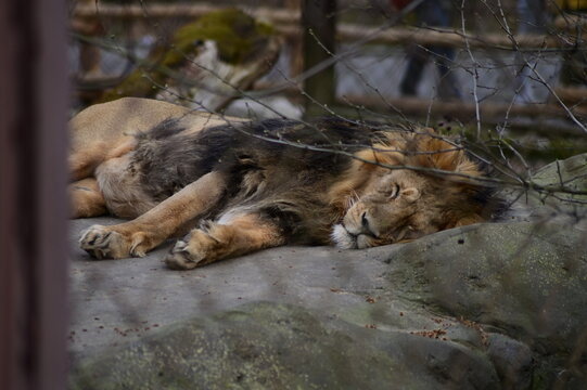 View of a lion resting inside a zoo enclosure. Powerful wild animal lying calmly in captivity, perfect for wildlife, zoology, conservation, and animal care concepts.