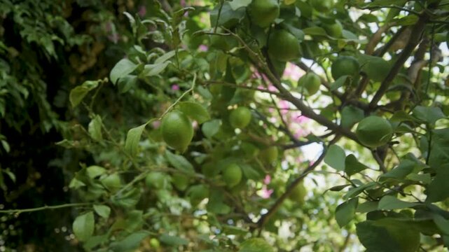 Lime tree with green fruit growing in a garden during sunny weather