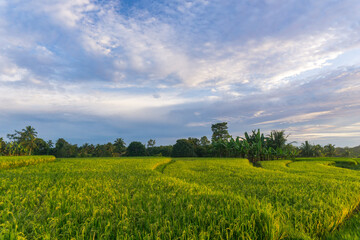 Fototapeta premium Beautiful morning view in Indonesia, panoramic landscape of rice fields with mountain ranges and clear sky