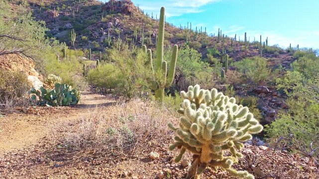 Teddy bear cholla cactus grows along King Canyon Trail within desert landscape in Saguaro National Park Arizona