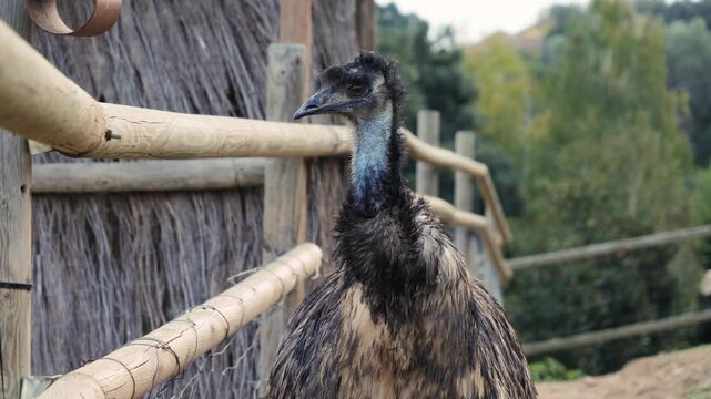 An ostrich stands in a pen on an ostrich farm near wooden fences.