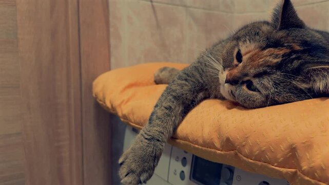 Cat is lying on mat on top of washing machine in the bathroom. Adult British chinchilla cat on mat in home. Family cats and domestic kittens.