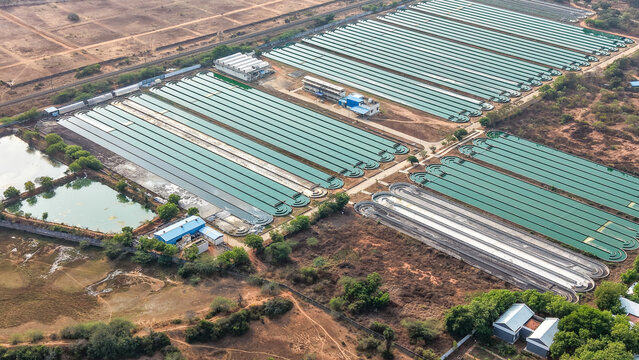 Microalgae Cultivation in Open Ponds, Aerial View of Algae Production Facility for Biofuel and Biotechnology