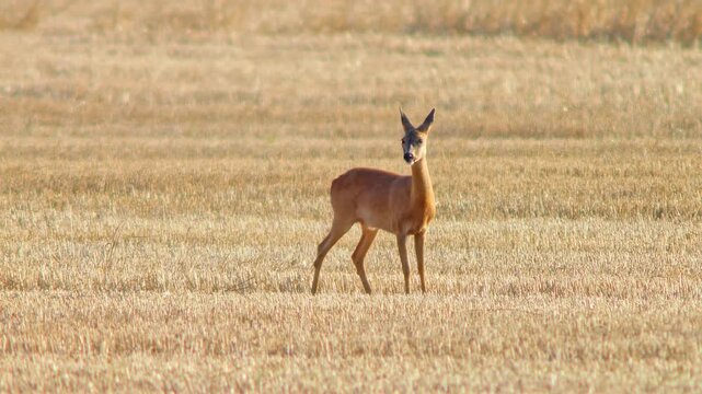 Roe Deer Doe Walking Across Harvested Field with Fawn Nursing and Seeking Shelter
