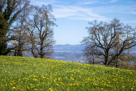 Landscape - Forch, Switzerland - April 8th 2026