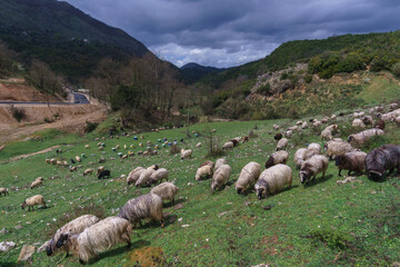 Fototapeta premium Sheep herd grazing on a meadow in the green albanian landscape, Muzine, Albania
