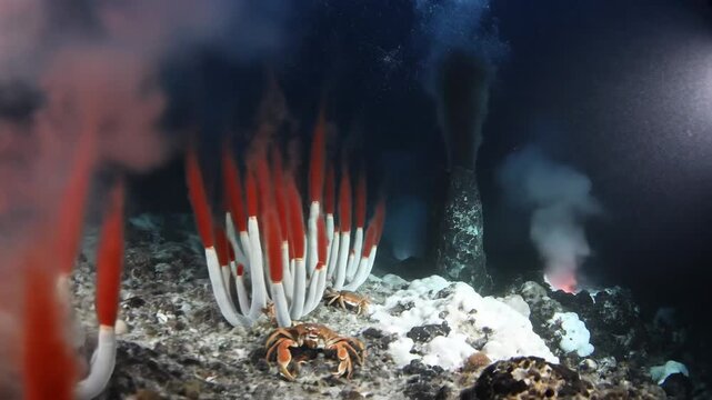 Hydrothermal vent system in the deep ocean with tube worms
