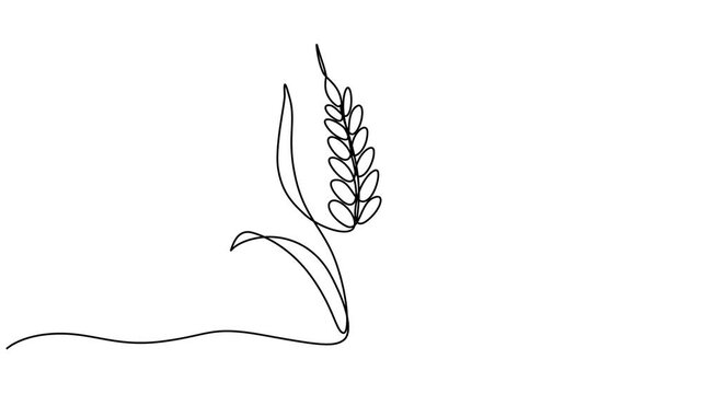 Animated self drawing of continuous line draw of wheat. Barley or Rye. Full length one line animation. 4K,  Abstract card with the text Beer. A mug of beer and ears of wheat or rye. Self drawing style