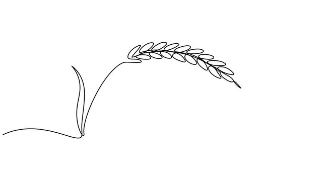 Animated self drawing of continuous line draw of wheat. Barley or Rye. Full length one line animation. 4K,  Abstract card with the text Beer. A mug of beer and ears of wheat or rye. Self drawing style