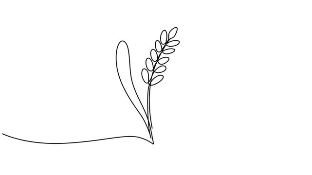 Animated self drawing of continuous line draw of wheat. Barley or Rye. Full length one line animation. 4K,  Abstract card with the text Beer. A mug of beer and ears of wheat or rye. Self drawing style