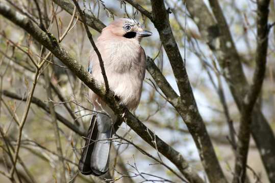 Eurasian Jay (Garrulus glandarius) perched on a tree branch in Zurich, Switzerland