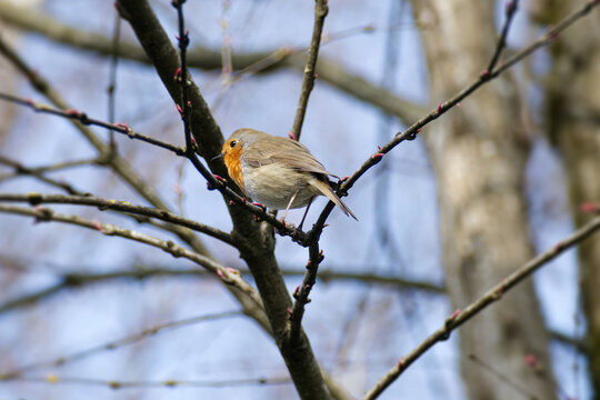 European robin (Erithacus rubecula) sitting on a tree branch in Zurich, Switzerland