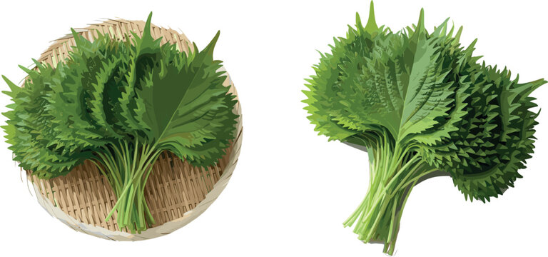 Fresh green shiso perilla leaves bundle isolated on white background, detailed botanical herbal illustration for culinary and organic food design