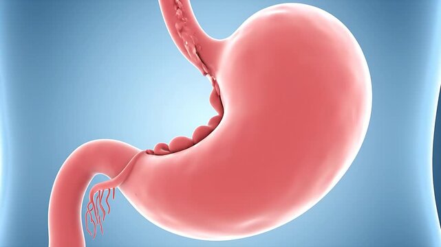 Detailed 3D Animation of the Human Stomach and Digestive System.