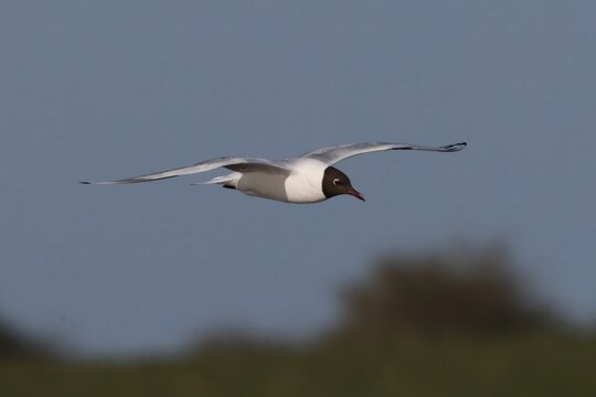 seagull in flight, Black-headed Gull in flight