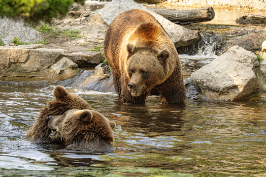 Wild brown bear ursus arctos