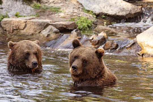 Wild brown bear ursus arctos