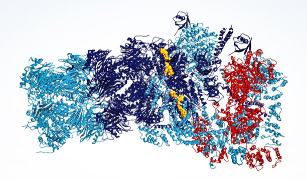 26S Proteasome molecular machine structure. Human proteasome processing a protein substrate. Cellular waste disposal system for cancer research. 3d render