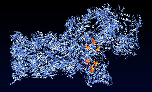 26S Proteasome molecular machine structure. Human proteasome processing a protein substrate. Cellular waste disposal system for cancer research. 3d render