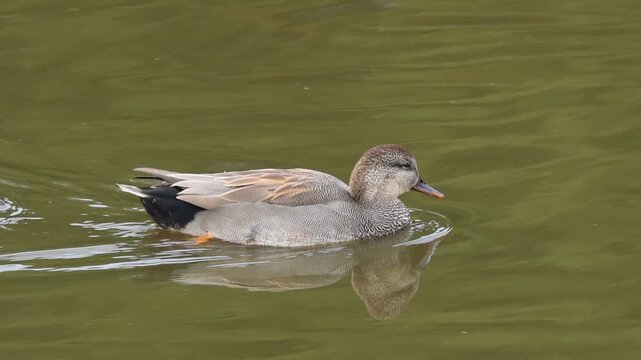 A male gadwall swims in the lake with its eyes closed, gadwall with closed eyes, others follow it, gadwall pair on the brown shimmering lake, Mareca strepera