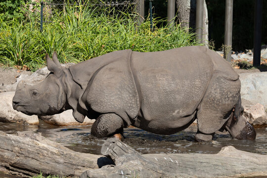 portrait of an adult rhinoceros on a sunny day on a natural background