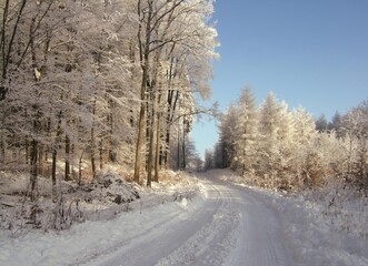 Obraz premium Dirt road with trees covered in delicate white frost against a soft winter sky.