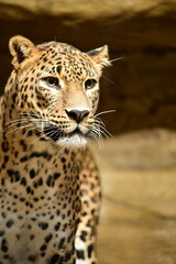 Naklejka premium Portrait of a leopard captured in close-up, highlighting its distinctive spotted fur and intense gaze. The image showcases the beauty, strength, and elegance of this wild predator in a natural setting