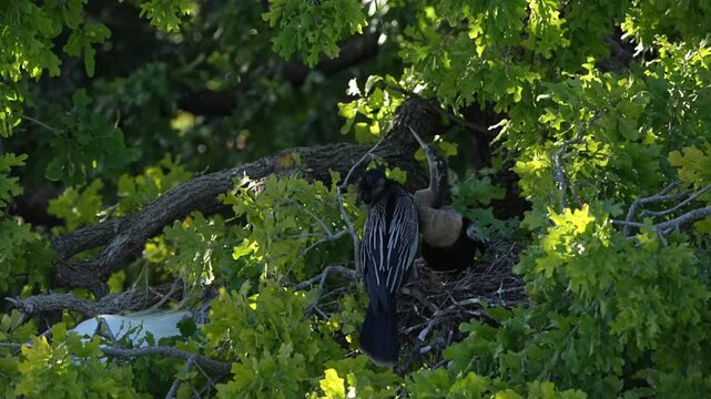 Lovely couple of Anhinga showing love in the nest 
