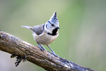 European crested tit (Lophophanes cristatus) © dennisjacobsen