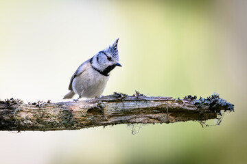 European crested tit (Lophophanes cristatus) © dennisjacobsen