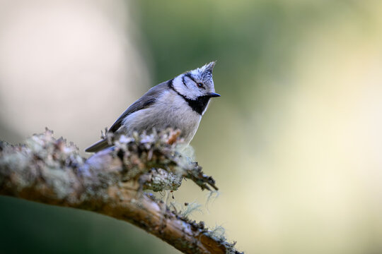 European crested tit (Lophophanes cristatus)