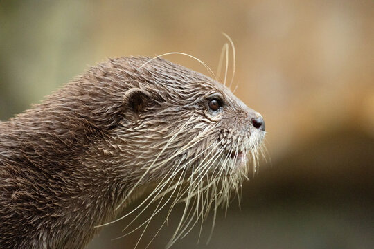 Asian small clawed otter Amblonyx cinerea, small clawed otter