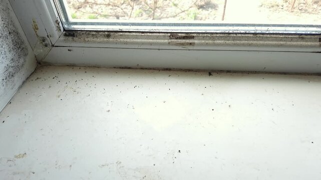 Close-up view of a neglected windowsill covered in dust, dead insects, and dark mold patches, highlighting unsanitary conditions