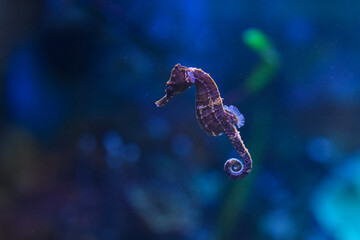 Lined seahorse swimming underwater. © lapis2380