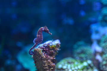 Lined seahorse swimming underwater. © lapis2380
