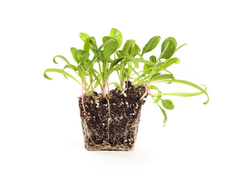 Isolated spinach seedling with soil and roots. Many organic spinach plants ready to be transplanted in garden. Spinach plants needing thinning or separation. Selective focus.