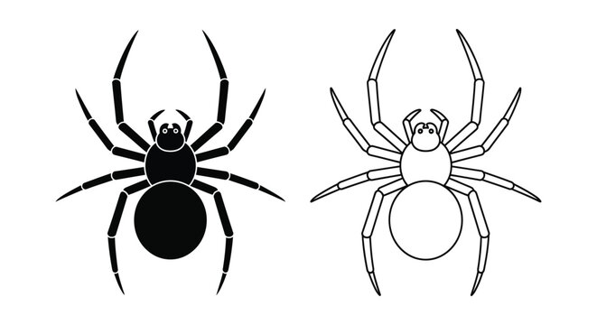 Black Widow Spider vs Common House Spider Comparison Guide Vector