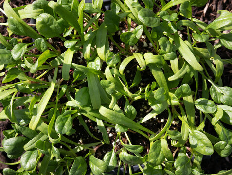 Spinach seedling in garden. Top view of spinach in need of thinning. Many organic spinach plants planted in spring gardening. Like cold temperatures. Spring garden texture. Selective focus.