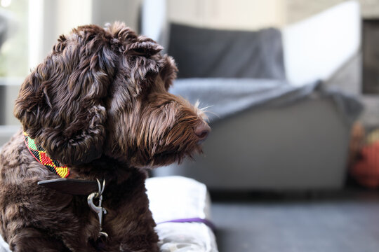 Cute Labradoodle dog lying in living room on dog bed. Side view of fluffy puppy dog head. Relaxed body language. Female Australian Labradoodle, chocolate or brown. selective focus.