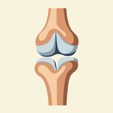 An anatomical illustration of a human knee joint featuring stylized bones and blue cartilage segments against a light background. This medical scene depicts joint health and structure, with copy space