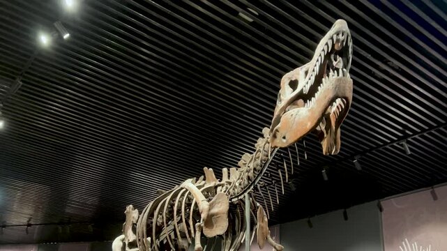 Prehistoric Tyrannosaurus Rex Dinosaur Skeleton in Cinematic Museum Display