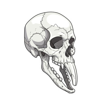 Baboon Skull with Open Jaw and Large Tusks