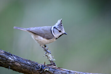 European crested tit (Lophophanes cristatus) © dennisjacobsen