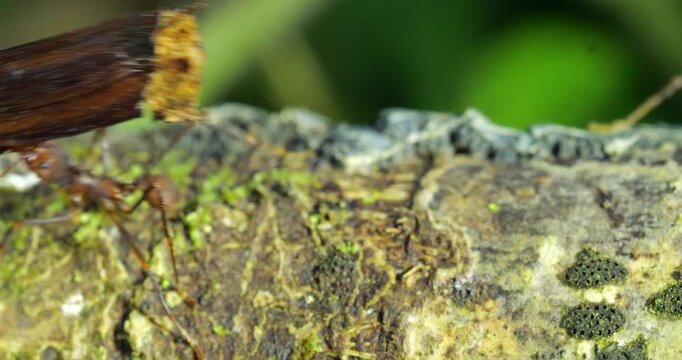 Leaf-cutter ants (Atta sp.) walking along a branch in the rainforest slow motion, Napo province, in the Ecuadorian Amazon.