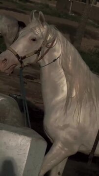 Majestic White Horse with Long Mane at Sunset