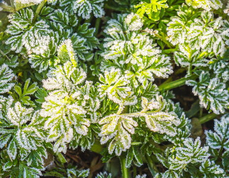 Winter frost on vibrant green foliage