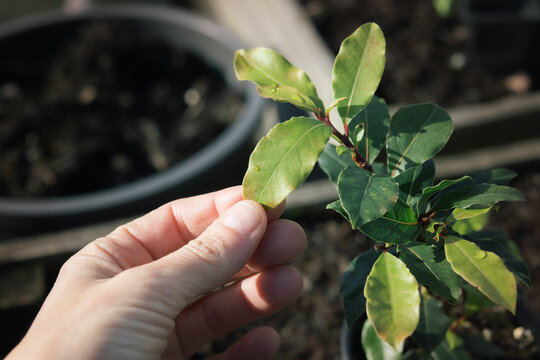 Bay laurel plant inspected by gardener. Young bay laurel plant ready for transplanting in garden. Bay leaves for cooking, medicinal use and essential oils. Laurus nobilis sweet bay. Selective focus.