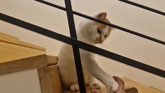 Human hand hesitates to pet a one-eyed cat